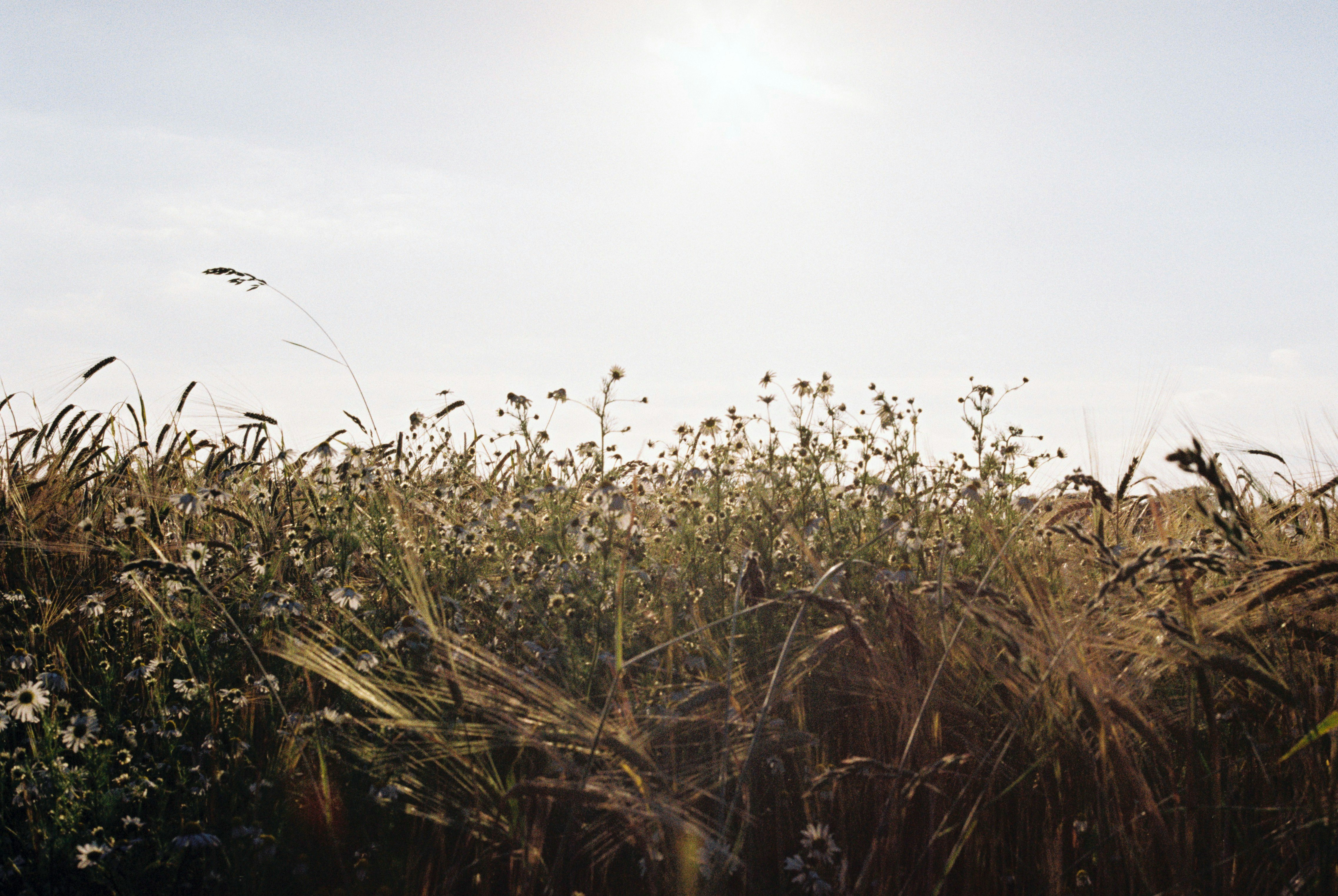 green grass field during daytime